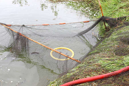 Fishes in fish cage floating in the pond waiting for caught by fishermen.の写真素材
