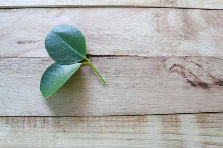 Sonneratia ovata green leaves with copy space isolated on wooden background closeup.の写真素材