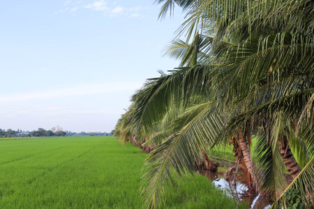 Coconut trees around the green rice fields for shady and rest in the blue sky background closeup.の写真素材