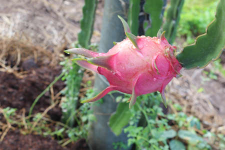 Dragon fruits growing and hanging on tree closeup in the garden.の写真素材
