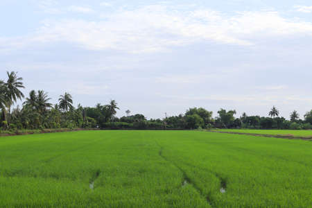 Green rice plants are growing in the fields and farmer houses among the trees on blue sky and white cloud background closeup.の写真素材