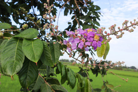 Lagerstroemia speciosa flowers purple with green leaves on blue sky closeup.の写真素材
