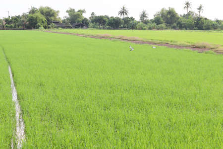 Green rice plants are growing in the fields and farmer houses among the trees on blue sky and white cloud background closeup.の写真素材