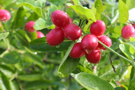Cranberry fruit on the tree with green leaves in the garden