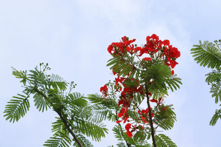 Flamboyant flower, Flame tree or Royal Poinciana flower.の写真素材