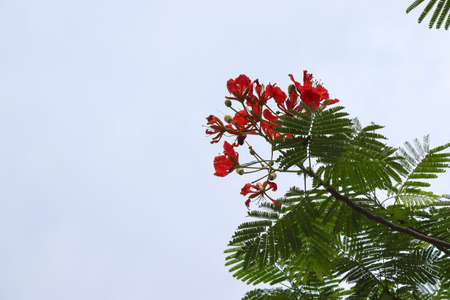 Red Flamboyant flowers on tree with cloudy sky background.の写真素材