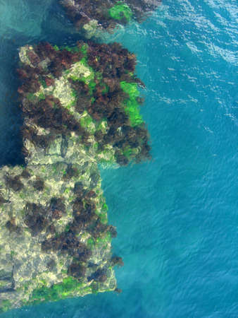 Underwater platform covered by algae の写真素材