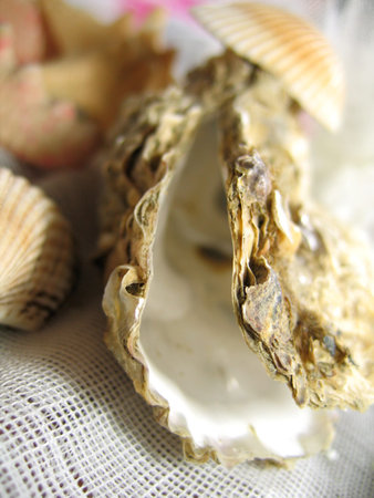 Half opened mussel and sea shell