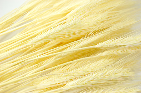 Bunch of ear of cornの写真素材