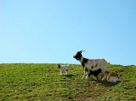  of goats grazing in the green field