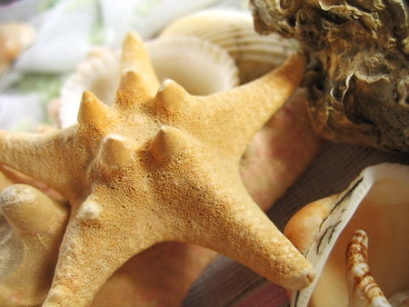 Collection of some sea shells and starfish
