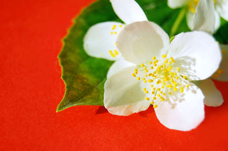 bunch of jasmine flower on redの写真素材