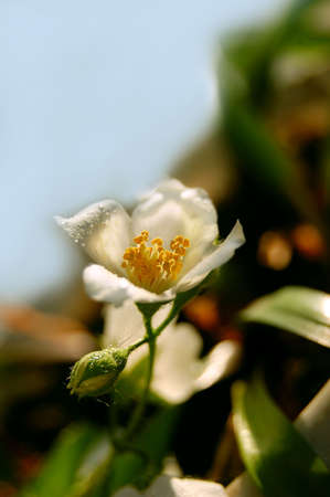 jasmine flower in the sunlightの写真素材