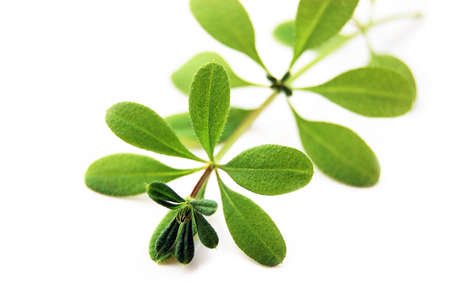 green interesting shaped weed isolated on whiteの写真素材