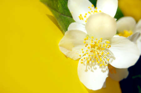 bunch of jasmine flower on yellowの写真素材