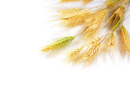 some wheat isolated on whiteの写真素材