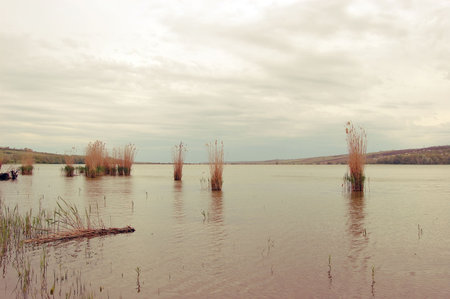 cloudy evening on lake wit reeds