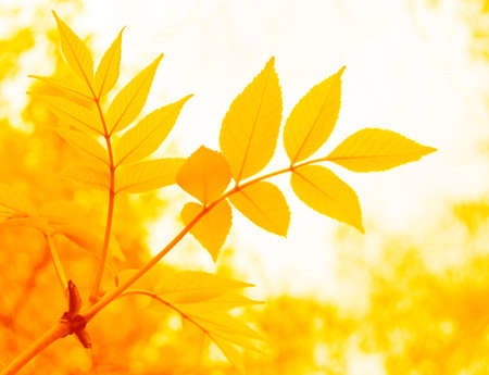 yellow leaves in autumnの写真素材