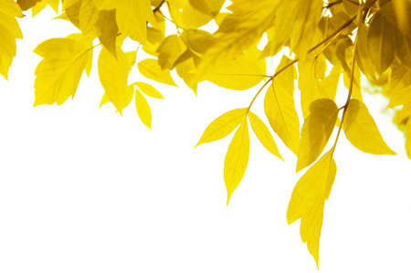 frame of yellow leaves isolated on whiteの写真素材