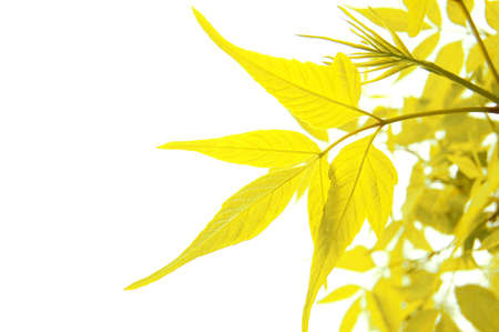 yellow autumn leaves isolated on whiteの写真素材