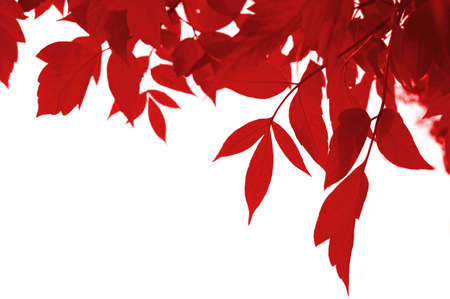 frame of red leaves isolated on whiteの写真素材