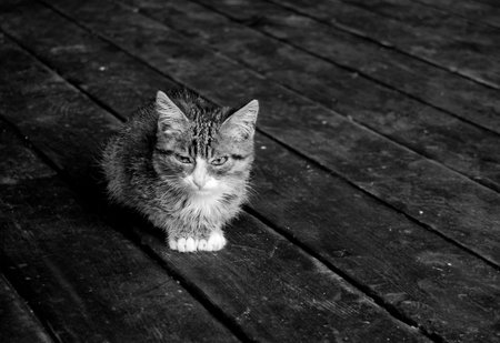 cute kitten sitting on wooden floor, black and white imageの写真素材