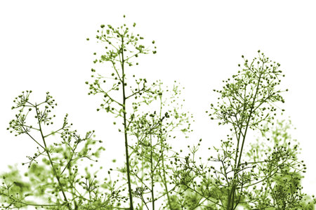 green toned plant isolated over white
