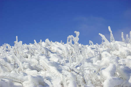 frozen branches over blue skyの写真素材
