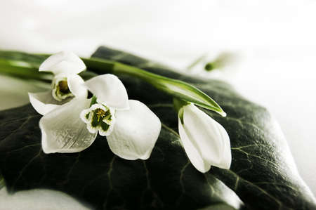 fragile snowdrops over green leaf isolated on whiteの写真素材