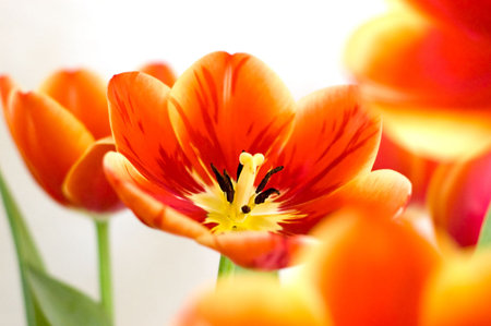 red opened tulip over white