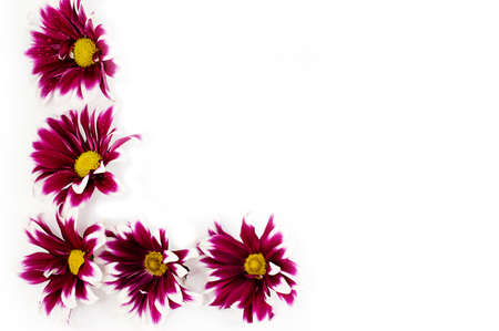 Pink daisies on white as flower frame textureの写真素材