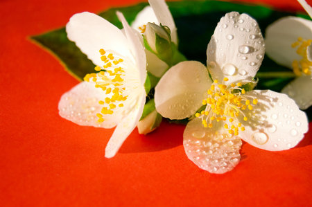 bunch of jasmine flower on red