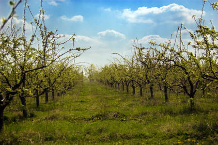 Rows of green apple trees before blooming in springの写真素材