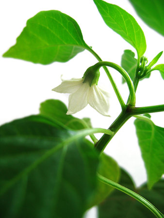 Pepper plant blossom over whiteの写真素材