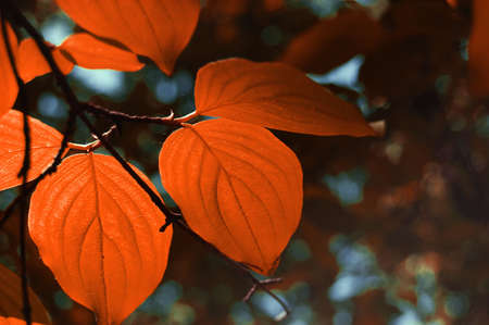 Backlit red leaves over dark backgroundの写真素材