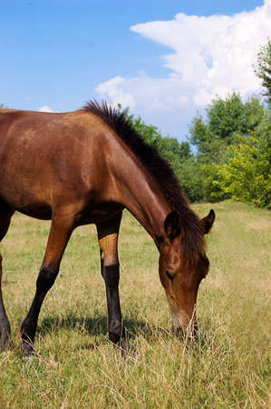 Brown horse grazing on pastureの写真素材