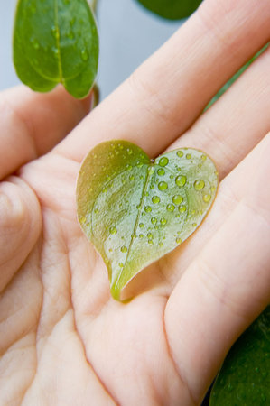 Hand holding heart-shaped green leafの写真素材