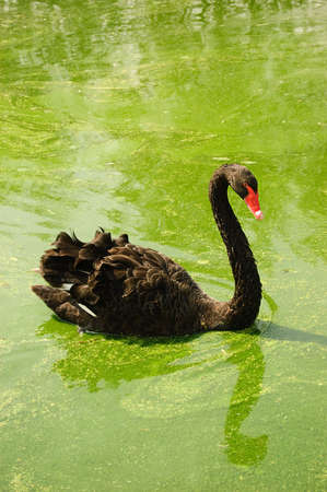 Black swan swimming in dirty green lakeの写真素材