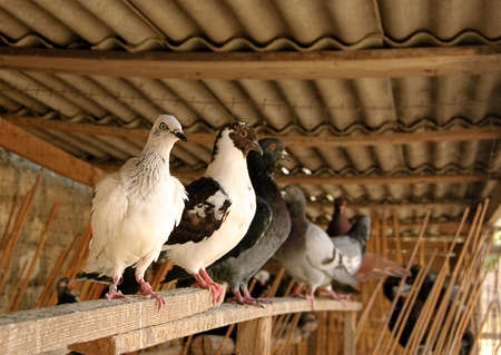 Different kinds of pigeons in dove-coteの写真素材