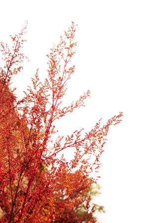 Red branches of weed in autumn over white backgroundの写真素材