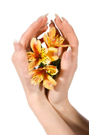 Woman hands holding orange astraemeria on whiteの写真素材