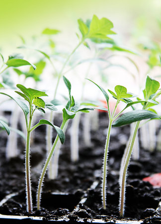 Macro of seedlings potted in peat tray with sunlightの写真素材