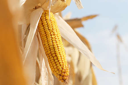 Dry corn on the stalk in the fieldの写真素材