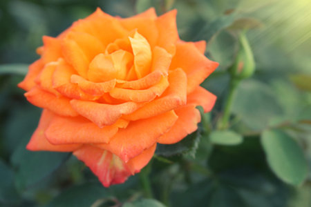 Sunlit orange blooming rose in park
