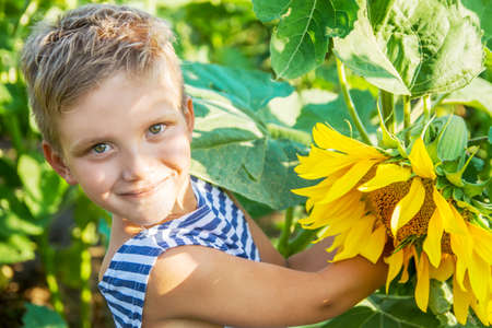 Smiling boy among sunflower fieldの写真素材