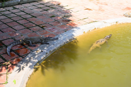 Asian crocodiles in pool