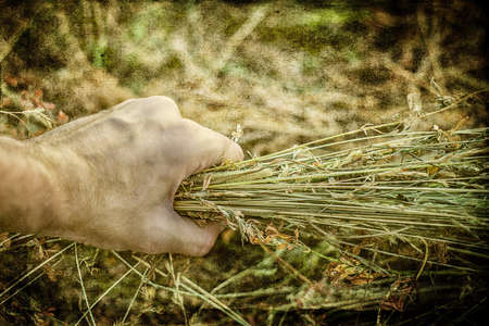 Man's hand holding sheaf of hay on vintage background. Harvest conceptの写真素材