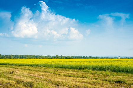 Peaceful summer rural landscape in wide field