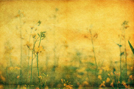 Yellow wildflowers, retro styled yellowed postcardの写真素材