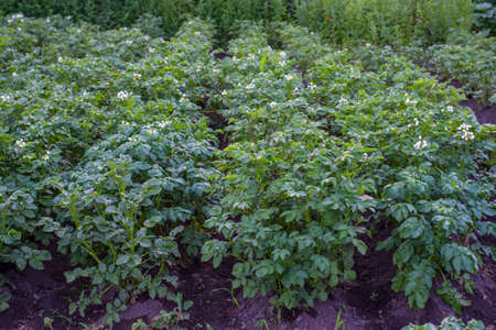 Potato bush blooming with white flowers on the garden bed close-upの写真素材